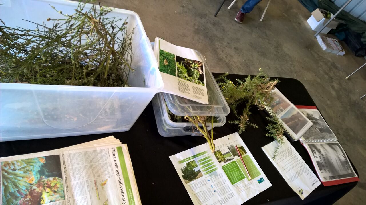 Weed ID Quiz
